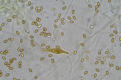 Pholiota highlandensis