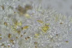 Pholiota highlandensis