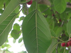 Ficus altissima