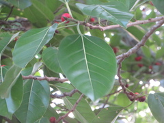 Ficus altissima