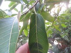 Ficus altissima