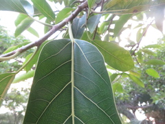 Ficus altissima