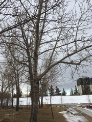 Populus deltoides deltoides