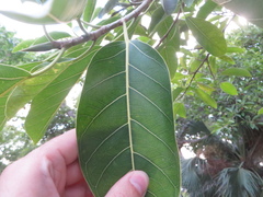 Ficus altissima