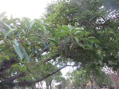 Ficus altissima