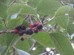 Ficus altissima