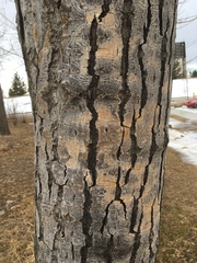 Populus deltoides deltoides