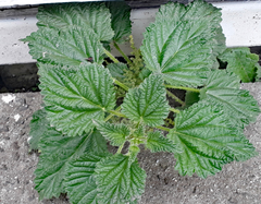 Urtica australis