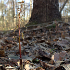 Neottia bifolia