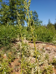 Toxicoscordion exaltatum