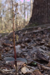 Neottia bifolia