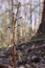 Neottia bifolia
