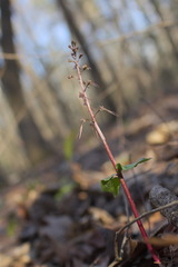 Neottia bifolia