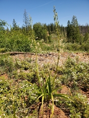 Toxicoscordion exaltatum