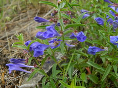 Scutellaria angustifolia