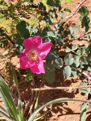 Rosa bridgesii