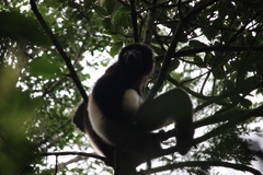 Propithecus edwardsi