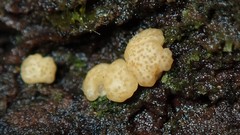 Trichoderma sulphureum