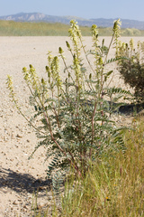Astragalus oxyphysus