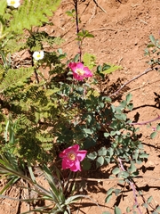 Rosa bridgesii