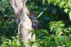 Callosciurus prevostii pluto