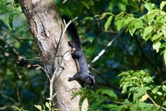 Callosciurus prevostii pluto