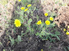 Potentilla astracanica