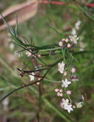Platysace heterophylla