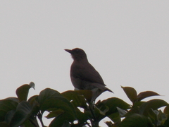 Turdus murinus