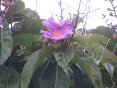 Lagerstroemia speciosa