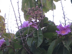 Lagerstroemia speciosa