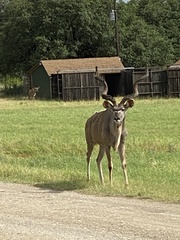 Tragelaphus