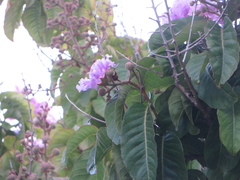 Lagerstroemia speciosa
