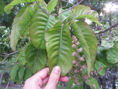 Lagerstroemia speciosa