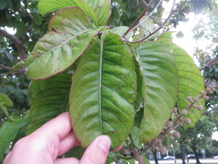 Lagerstroemia speciosa