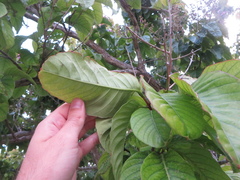 Lagerstroemia speciosa