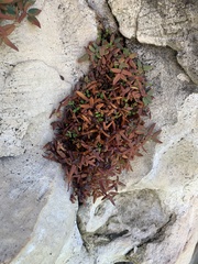 Pellaea atropurpurea