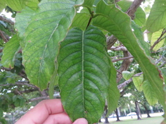 Lagerstroemia speciosa