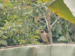 Turdus arthuri