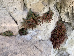 Pellaea atropurpurea