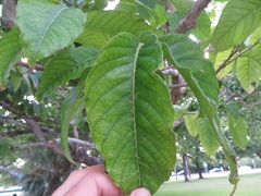 Lagerstroemia speciosa