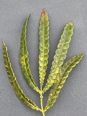 Lyonothamnus