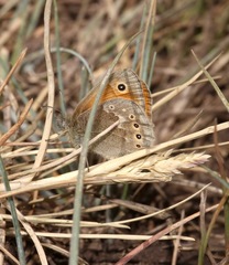 Coenonympha california subfusca