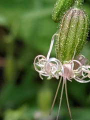 Silene lemmonii