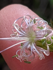 Silene lemmonii