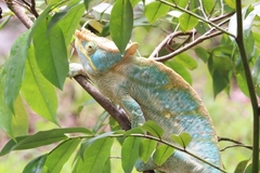 Calumma parsonii parsonii