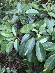 Daphniphyllum calycinum