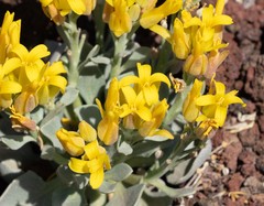 Physaria newberryi