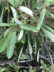 Daphniphyllum calycinum