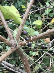 Daphniphyllum calycinum